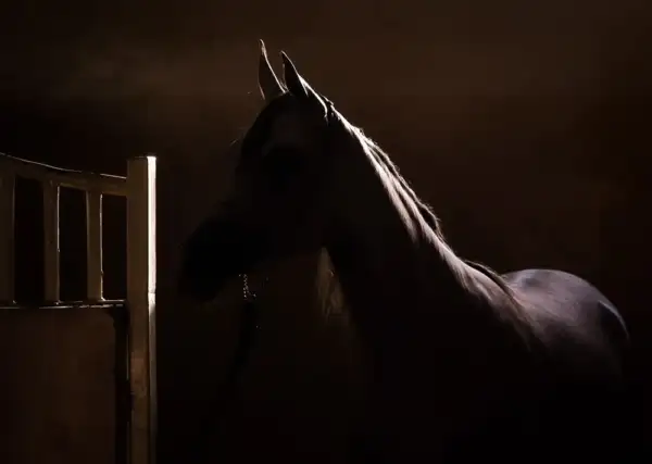 Horse in the Shadow