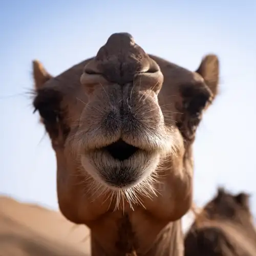 Camel