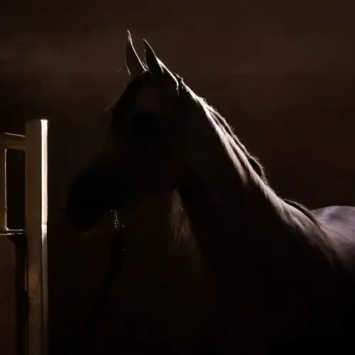 Horse in the Shadow